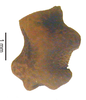 Acanthomenexenus polyacanthus (Dohrn, 1910): copyright Paul D. Brock. egg from culture (ex. Sangihe Is.). (Otu).