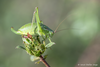 CollectionObject 1591460; 7d4c906f-0880-42f0-8381-9efc40ee2fa2: female (RO: Tufani). (CollectionObject).