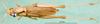CollectionObject 1502714; 206f3258-0f55-4ea6-b78d-1a84e0360b8f: female, dorsal view (Pyrgomorpha brevipennis). (CollectionObject).