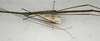 CollectionObject 1557648; NMW 549', 1b3e6462-df57-49d8-9360-be63cf69892e: copyright NMW, Vienna. male, lateral view of synonym Dixippus appetens (paralectotype). (CollectionObject).