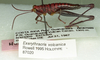 CollectionObject 1522166; e4f0d969-b5f0-4040-8355-85afa20645ae: Image Carbonell, C.S. male, lateral view (holotype). (CollectionObject).
