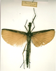 CollectionObject 1562161; 4a8f0555-c7a5-4137-b990-a2786a62d441: copyright RMNH, Leiden. female (holotype). (CollectionObject).