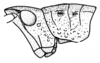 Parasphena kulalensis Kevan, 1956: Fig. 1 B (after holotype). male head and pronotum. (Otu).