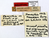 CollectionObject 1587181; MNHN(SF IMPORT DUPLICATE) MNHN-EP-EP1095, b853bd7b-7cb0-46d0-bc7e-8b51ed6f193b: CC BY-NC-ND 4.0/MNHN - Depraetere Marion - 2014. Non type, male. Specimen number: MNHN-EP-EP1095. http://coldb.mnhn.fr/catalognumber/mnhn/ep/ep1095. (CollectionObject).