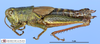 CollectionObject 1565771; 23279b4b-3c56-4fa3-ab84-11ef9ba45df2: female, lateral view. (CollectionObject).