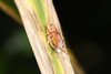 FieldOccurrence 3738; b3cd09d1-3287-4817-9f9b-39f90c142adb; Brazil: Rio de Janeiro
Teresópolis, Parque Nacional da Serra dos Órgãos. Sede, 2019/08/09-2019/08/11
Pedro Souza-Dias, Adriano Siqueira, João Lima: couple. (FieldOccurrence).