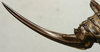 CollectionObject 1535961; e11091d7-c014-4809-843d-d6860c6ca535: female ovipositor (paralectotype). (CollectionObject).
