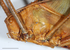 CollectionObject 1588350; e1b7897d-3420-4927-9686-a2e2be4c64a2: male, head and pronotum, lateral view (scale bar: 10 mm). (CollectionObject).