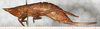 CollectionObject 1531633; ffd116de-21d6-428b-8431-3b74d950107b: female, lateral view (holotype). (CollectionObject).