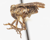 Habitus, lateral view on Dyctidea falcata Van Duzee, 1938: (Observation).