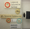 Melacoryphus lateralis (Dallas, 1852): Lygaeus lateralis. Syntype. (BMNH) - (CC BY-NC 4.0) Photo by Stuart Cole, reproduced with permission from the Natural History Museum, London, UK. (Otu).