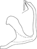 Aedeagus, lateral view: Aedeagus, lateral view. (Observation).