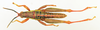 CollectionObject 1571032; 2e5ece7c-9255-4c84-a00d-447f5ececab4: male, dorsal view (paratype). (CollectionObject).