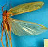 CollectionObject 1501745; f50ee0f3-78aa-45a5-bbf4-759aed7c5993: male, dorsal view (Arantia accrana). (CollectionObject).