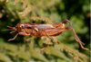 Dichroplus silveiraguidoi Liebermann, 1956: male. (Otu).