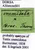 CollectionObject 1538310; 1e2bb370-ffb0-4e43-9079-f72f8ec5e211: labels (holotype of Tetrix cnemidotus). (CollectionObject).