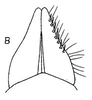 Subgenital plate: !! display not done !! on Copididonus Linnavuori, 1954: subgenital plates, ventrally. (Observation).