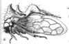 Habitus, lateral view on Cyphonia braccata (Germar, 1835): (Observation).