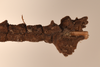 CollectionObject 1561575; 54e91f42-77a6-44e7-9373-57c31594d9a9: copyright UMO. male juv., end of abdomem, lateral view of Acanthoderus otys (holotype). (CollectionObject).