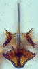 Aedeagus, ventral view: (Observation).