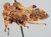 Habitus, lateral view: !! display not done !! on Tumecauda serraticornis (Funkhouser, 1930): (Observation).