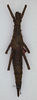 CollectionObject 1557498; 91203397-da8b-4602-9c96-aa003134ff14: copyright ANSP. female (holotype). (CollectionObject).