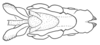 Xyleus discoideus discoideus (Serville, 1831): Fig. 3F. phallic complex, ventral view. (Otu).