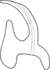 Aedeagus, lateral view on Erythridula cornipes (Beamer, 1930): Aedeagus, lateral view. (Observation).