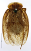 CollectionObject 1587488; MNHN(SF IMPORT DUPLICATE) MNHN-EP-EP745, 2beee2ad-f7c9-48b1-b14f-c267cf963065: CC BY-NC-ND 4.0/MNHN - Depraetere Marion - 2014. Syntype, male, of thibetana Chopard, 1922. Specimen number: MNHN-EP-EP745. http://coldb.mnhn.fr/catalognumber/mnhn/ep/ep745. (CollectionObject).
