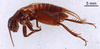 CollectionObject 1522777; 6364b0b9-e039-44e4-b760-239d2b942e86: Male, lateral view (holotype). (CollectionObject).