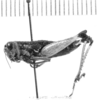 CollectionObject 1526913; a71c1af9-0f78-4473-9ef3-72b5b3cf9ddf: female, lateral view (allotype). (CollectionObject).