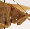 female pronotum, lateral view (syntype). Depicts CollectionObject 1534633; 28a4edff-dea8-4471-a62a-d85f9f355b5b, a CollectionObject.