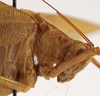CollectionObject 1534633; 28a4edff-dea8-4471-a62a-d85f9f355b5b: female pronotum, lateral view (syntype). (CollectionObject).