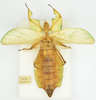CollectionObject 1561210; 20789890-8cce-4cae-ae7c-da330dcdf566: source Luc Willemse, Naturalis Biodiversity Center. female, ventral view (holotype). (CollectionObject).
