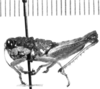 CollectionObject 1524803; 06991f35-aeaa-42a9-9383-ff3f1e2327c8: male, lateral view (lectotype of Rhachicreagra pallipes). (CollectionObject).