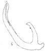 Aedeagus, lateral view on Atanus declivatus Linnavuori, 1959: Aedeagus, lateral view. (Observation).