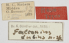 CollectionObject 1503214; 93fe34d5-6605-4572-8d5c-48e94ce7a134: labels (holotype). (CollectionObject).