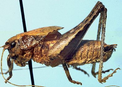 male, lateral view (holotype). Depicts CollectionObject 1522387; 2f7d5eb4-953d-4ba3-9a51-2e641085f207, a CollectionObject.