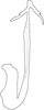 Aedeagus, lateral view on Changwhania terauchii (Matsumura, 1915): Aedeagus, lateral view (Sri Lanka). (Observation).
