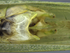 CollectionObject 1593126; 7ede5047-66e3-40bf-8ebf-40d5b8607aca: male terminalia, ventral view. (CollectionObject).