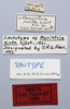 CollectionObject 1535545; 142b8a51-42e1-4a28-b32d-52c5758afb3c: female, labels (lectotype). (CollectionObject).