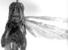 CollectionObject 1533420; 0cd5b85f-edd9-4030-8c46-2a7c41240ec9: Image Carbonell, C.S. [mirror image?]. male, frotal view (lectotype of Hesperotettix meridionalis). (CollectionObject).