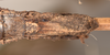 CollectionObject 1558452; a237584d-116d-4fb6-96cd-ae54ce1c2027: copyright OUMNH. female: end of abdomen, ventral view of Dimorphodes mancus (syntype). (CollectionObject).;CollectionObject 1558453; ea906b12-686a-41bd-bb38-664c85261f31: copyright OUMNH. female: end of abdomen, ventral view of Dimorphodes mancus (syntype). (CollectionObject).