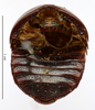 CollectionObject 1587149; MNHN(SF IMPORT DUPLICATE) MNHN-EP-EP1016, c92f7f1a-485e-46e1-9041-62ab11f45968: CC BY-NC-ND 4.0/MNHN - Depraetere Marion - 2014. Type, sex unknown, of armadillo Serville, 1831. Specimen number: MNHN-EP-EP1016. http://coldb.mnhn.fr/catalognumber/mnhn/ep/ep1016. (CollectionObject).