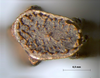 Ramulus ussurianus (Bey-Bienko, 1960): copyright Sergey Storozhenko. Egg, operculum. (Otu).