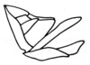 Xyronotus hubbelli Dirsh & Mason, 1979: Fig. 3, 12. ovipositor, lateral view. (Otu).