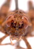 CollectionObject 2627945; CNMS 4677, CNMS 4677, 227de8a2-4f92-43ab-9fb1-280a6524d91e: front view. male (paratype). (CollectionObject).