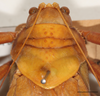 CollectionObject 1588361; 7246837a-206e-488c-a49a-d787314fc7db: male, head and pronotum, dorsal view, scale bar 5 mm. (CollectionObject).