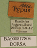 CollectionObject 1501789; 90b30c32-16a5-4a96-baf7-b29902f529e9: labels (allotype). (CollectionObject).