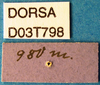CollectionObject 1504999; 6fbb5288-90ad-4e75-9fca-7cf665f8355d: labels (syntype). (CollectionObject).